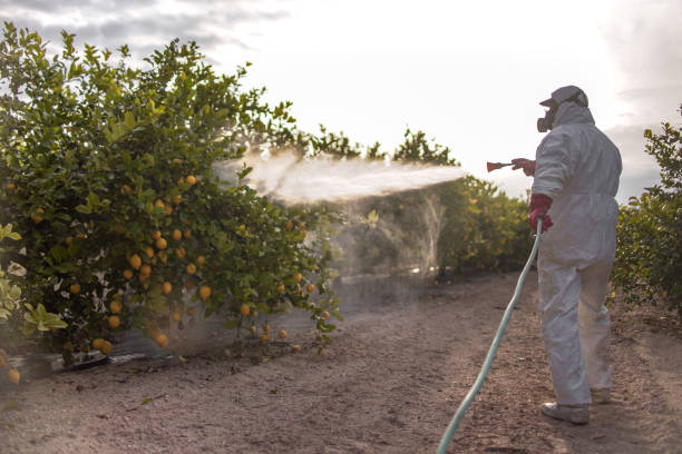 Best Spider Control Near Me  in North Hobbs, NM