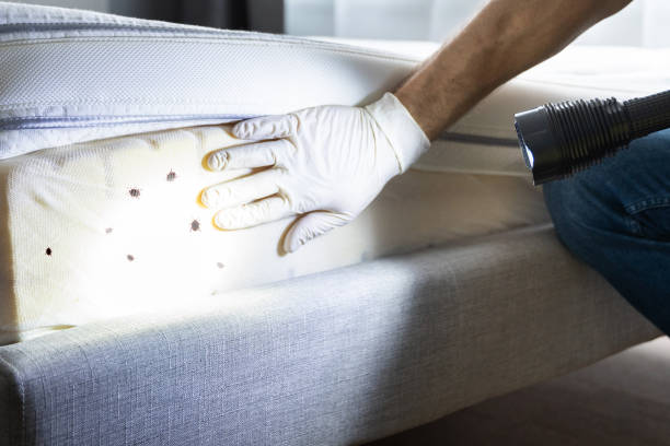 Best Affordable Pest Control Services  in North Hobbs, NM