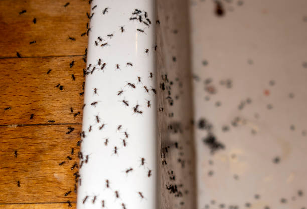 Best Ant Control Services  in North Hobbs, NM