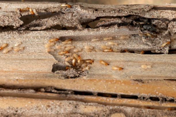 Spider Control Near Me in North Hobbs, NM